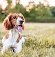 Descubra se a Lua do seu pet harmoniza com a sua - Shutterstock.  Foto: João Bidu