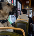 Meio de transporte favorito de Boji é o bonde  Foto: Getty Images / BBC News Brasil