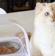 Comedouro inteligente reconhece perfil do gato e pode ajustar porção de ração à dieta do animal   Foto: Petlove / Tecnoblog
