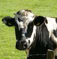 Casos suspeitos de mal da vaca louca receberam diagnóstico da doença de Creutzfeldt-Jakob  Foto: Pixabay