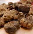 Itália candidata 'caça às trufas' a Patrimônio da Unesco  Foto: ANSA / Ansa - Brasil
