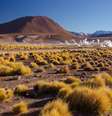 Uma equipe de pesquisadores acredita ter encontrado a chave para a incrível resistência e adaptabilidade das plantas que sobrevivem às condições extremas do Atacama  Foto: Getty / BBC News Brasil