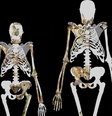 Lucy (ao centro) e dois indivíduos da espécie Australopithecus sediba, um ancestral dos humanos modernos de 2 milhões de anos atrás  Foto: Wikimedia Commons / BBC News Brasil