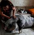 Rosângela dos Santos Lara acaricia sua porca, Lilica, em sua casa em Peruíbe, litoral de São Paulo  Foto: Amanda Perobelli / Reuters