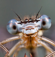 Ciência vem descobrindo que os insetos não são tão 'robóticos' quanto imaginávamos  Foto: Alamy / BBC News Brasil