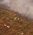 Sobrevoo do Greenpeace em fazenda na Amazônia em 2020 mostra gado sendo colocado em área recém queimada  Foto: Christian Braga | Greenpeace / BBC News Brasil