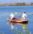 Resgate de grous mortos no Lago Hula, no norte de Israel  Foto: Israel Nature and Parks Authority / BBC News Brasil