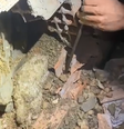 Animais ficaram presos após muro desabar.  Foto: Reprodução / Corpo de Bombeiros de Minas Gerais