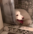 Mesmo após o fim das celebrações, a cachorra aparenta estar com receio de deixar o local.  Foto: Reprodução / Reuters