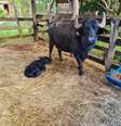 Búfala da fazenda em Brotas, no interior de SP, resgatada por ONG deu luz a uma bezerra nesta segunda-feira, 3. Maus tratos contra os animais da fazenda foram denunciados em novembro e foi parar na Justiça  Foto: Alex Parente/Ong Ara/Divulgação / Estadão
