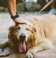Assim como em humanos, a cárie e o mau hálito em cães também não são normais e devem ser acompanhados de perto  Foto: Pexels