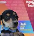 Campanha de adoção de animais é inspirada no 'Big Brother Brasil'    Foto: Instagram/@prefeituranovohamburgo / Estadão