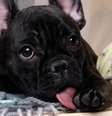Confira agora quais as razões do seu cachorro lamber tanto as patas!  Foto: Shutterstock / Alto Astral