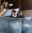 15 girafas foram apreendidas pela Polícia Federal  Foto: Polícia Federal