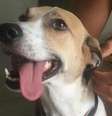 A cachorrinha Pandora foi encontrada em SP após 45 dias desaparecida  Foto: Reprodução/Instagram