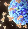 São os anticorpos do nossos sistema imunológico que nos defendem de invasores como o vírus da gripe  Foto: SCIENCE PHOTO LIBRARY / BBC News Brasil