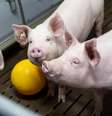 Porcos em fazenda da Universidade Ludwig-Maximilians, de Munique, em Oberschleissheim, na Alemanha  Foto: Lukas Barth / Reuters