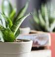 Cuidados básicos necessários e adaptação a diferentes lugares e temperaturas são alguns dos aspectos para se pensar na hora de escolher plantas para presentear alguém  Foto: Shutterstock / Alto Astral