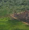 Vista aérea de área desmatada da Floresta Amazônica em Rondônia 28/09/2021  Foto: REUTERS/Adriano Machado