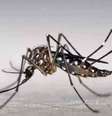Aedes aegypti é o mosquito causador de dengue, chikungunya e zika. Evite acumular água parada, criadouro do inseto  Foto: Marcos Teixeira de Freitas/Visualhunt/Banco de Imagens / Estado de Minas