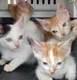 Muitos animais perderam seus donos  Foto: Grad / BBC News Brasil