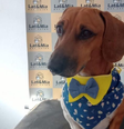 O Dachshund ficou conhecido como o 'Toby do Bolo'  Foto: Reprodução | Redes Sociais