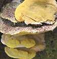 Há fungos de todas as formas e tamanhos  Foto: Royal Botanic Gardens, Kew / BBC News Brasil