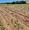 Plantação de soja danificada pela seca  Foto: DIRCEU SEGATTO/DIVULGAÇÃO / Estadão