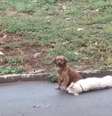 Animal ficou mais de 24 horas ao lado do cão atropelado  Foto: Facebook