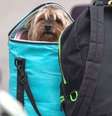 Cachorro é transportado pelos donos dentro de mochila  Foto: Getty Images / BBC News Brasil
