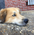 O cachorro está deitado em um meio-fio, mas, pelo ângulo da foto, parece que está sem corpo  Foto: Reprodução/Nathan Sievers/Reddit 