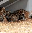 Alguns tigres do zoológico ucraniano foram transferidos para a Polônia  Foto: Piotr Skornicki/Agencja Wyborcza