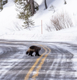 Um carcaju, um dos animais selvagens mais difíceis de serem encontrados, foi visto no Parque Nacional de Yellowstone, nos EUA  Foto: Divulgação/Yellowstone Insight