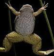 Por muitas décadas, anfíbios da espécie Xenopus foram importados da África para os EUA e serviram para fazer testes de gravidez  Foto: Getty Images / BBC News Brasil
