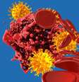Coronavirus  Foto: Getty / BBC News Brasil