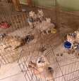 Animais estavam espalhados por vários cômodos. Muitos estavam em gaiolas e sem alimentação adequada  Foto: Wagner Morente/GCM/Divulgação / Estadão