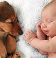 Cachorro e bebê podem ter uma relação de companheirismo e sem ciúme  Foto: Shutterstock / Alto Astral