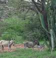 Antes do abate, animais ficam armazenados em áreas de caatinga na Chapada Diamantina  Foto: Felix Lima / BBC News Brasil