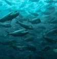 Vida marinha poderá ter morte em massa de espécies, se nível de aquecimento continuar como o atual, dizem cientistas  Foto: DW / Deutsche Welle
