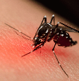 Saiba como identificar os principais sintomas da dengue  Foto: Shutterstock / Saúde em Dia