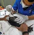 Veterinário aplica injeção em águia após animal ficar seriamente desidratado em meio ao forte calor em Ahmedabad, na Índia  Foto: REUTERS