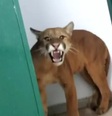 Onça parda é encontrada dentro de banheiro de escola  Foto: Reprodução | TV Globo
