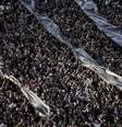 Torcida do Corinthians cantou "Vai pra cima delas Timão, da bicharada" em partida contra o São Paulo  Foto: MARCO GALVãO/FOTOARENA/ESTADÃO CONTEÚDO