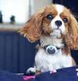 Animo, da Sure PetCare, é preso à coleira do animal   Foto: Divulgação/ MSD Saúde Animal / Tecnoblog