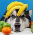 Descubra quais frutas os pets podem e não podem comer  Foto: Shutterstock / Alto Astral