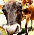 Cow a water trough, Ambury Farm, Auckland, New Zealand.  Foto: Getty Images / BBC News Brasil