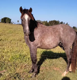Bêbado, homem compra cavalo e só descobre no dia seguinte  Foto: Reprodução