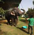 Homem banhado elefante em Jaipur, na Índia  Foto: 
