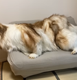 Toco, o japonês que de tornou um cachorro, divide sua rotina com internautas   Foto: Reprodução