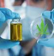 Canabidiol pelo SUS: fornecimento deve começar em até 45 dias, diz secretário da Saúde de SP  Foto: Shutterstock / Sport Life